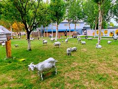 -九十九顶毡房(阜石路店)