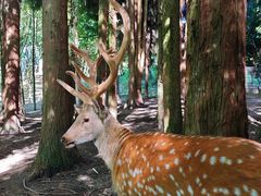 -武陵山森林公园