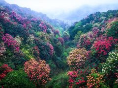 -贵州百里杜鹃风景名胜区