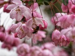 -武汉大学-樱园