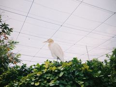 -吉隆坡雀鸟公园