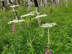 -塞罕坝国家级自然保护区