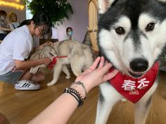 -Husky Go! 哈士奇体验馆·宠物咖啡厅狗咖