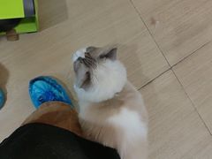 -是阿柴呀！柴犬咖啡·爱喵喵猫咖