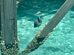 -卡帕莱度假村(西巴丹岛)