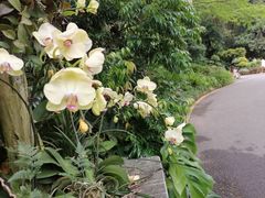 -深圳仙湖植物园