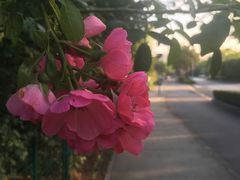 -新江湾城公园