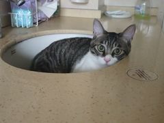 -联合动物医院(光谷诊疗中心)