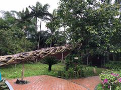 -瑞丽独树成林风景区