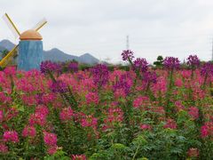 -爱丽丝仙境花海