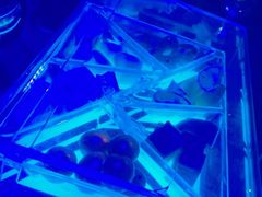 -PAPAYA CLUB 酒吧(深圳旗舰店)