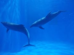 -多彩贵州城极地海洋世界