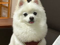 -帕帕拉兹宠物(亚洲旗舰店)