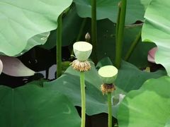 -北京麋鹿生态实验中心