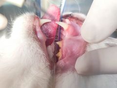 -萌兽医馆·犬猫专科·眼科中心·宠物医院(朝阳门分院)