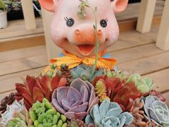 -荷兰花海