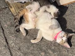 -鸣鹤古镇