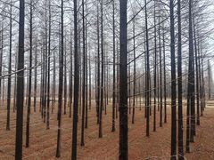 -黄海国家森林公园