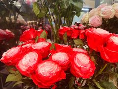 -ROSEONLY诺誓(广州K11店)