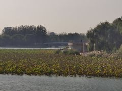 -大兴滨河森林公园