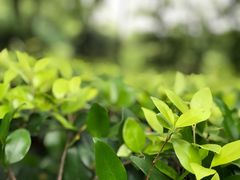 -徐家汇源景区-衡山公园