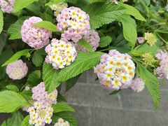 -和顺古镇