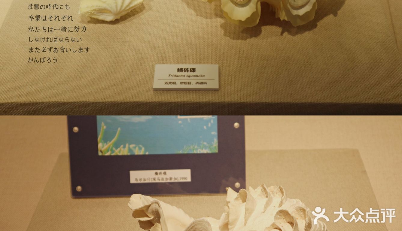 北京自然博物馆临展：邮票+贝壳爱好者冲鸭！