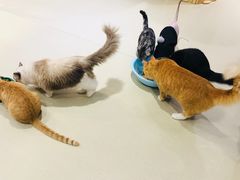 -藏猫猫咖啡主题馆(中央大道店)