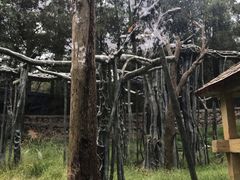-贵州森林野生动物园