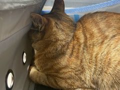 -伟伟宠物医院·CT影像中心·瑞派犬猫综合性门诊(汉口总院)