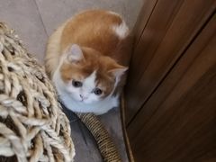 -飞行喵MR PILOT|猫舍·猫咖(静安大融城店)