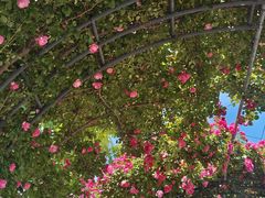 -广富林郊野公园
