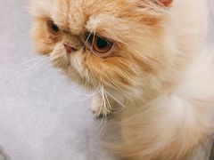 -飞行喵MR PILOT|猫舍·猫咖(静安大融城店)