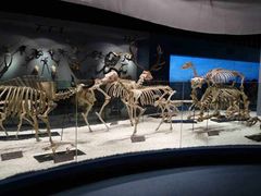 -郑州自然博物馆(惠济区)