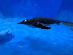 -海合安成都极地海洋公园