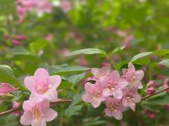 -黑龙江省森林植物园