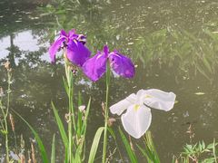 -上海滨江森林公园