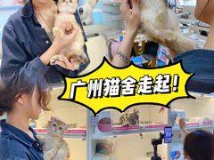 -lincat·猫舍(广州店)