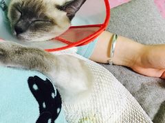 -康乐宝动物医院