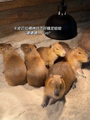 -Zoolung Zoolung动物主题公园(海信广场店)