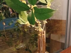 -树咖啡tree coffee