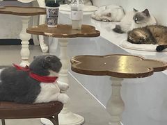 -共舞时光猫咖·狗咖(新街口店)