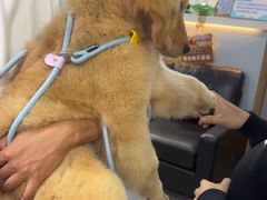 -久久宠物(河东万达店)