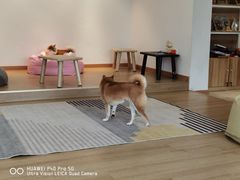 -南京Hallo宠物乐园·哈罗犬舍·柴犬繁育基地
