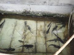 -姥家大锅台水库渔家