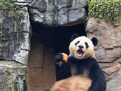-都江堰中华大熊猫苑