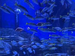 -顺德南宏海立方海洋公园