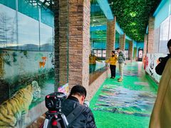 -横道河子东北虎林园
