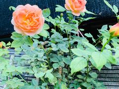 -金陵花卉交易市场