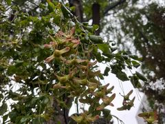 -西安化觉巷清真大寺